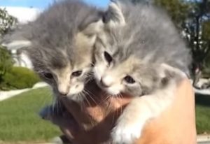 Kattunger