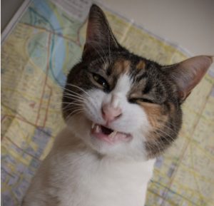 Kattenys
