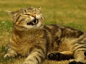 Kattenys