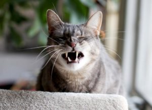 Kattenys