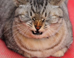 Kattenys