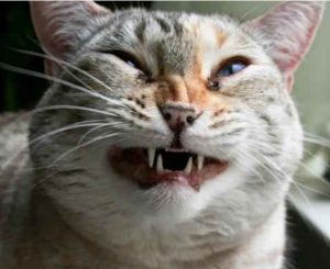 Kattenys
