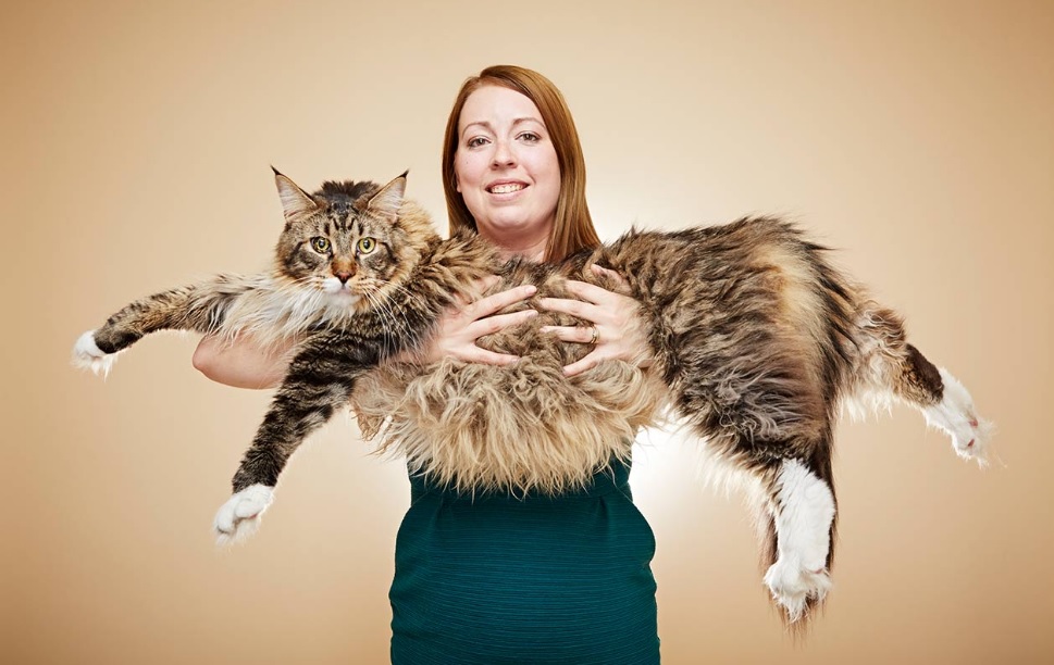 rent faktisk Bærbar mangel Møt katten Ludo - verdens lengste Maine Coon